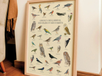 Affiche 40 x 60 cm - Oiseaux des jardins, des haies et des forêts