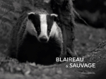 Blaireau & Sauvage