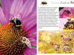 Tout un monde en photos : Les insectes