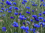Graines Bio Centaurée Bleuet 