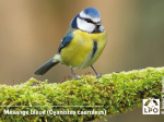 Magnet LPO - Mésange bleue