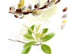 Prairies