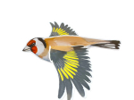 Lot de 4 mobiles Oiseaux n°2 - LPO x CPN