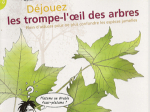 Déjouez les trompe-l'œil des arbres