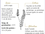 Graines Bio Engrais vert - Sainfoin Vivace 10 m²