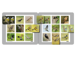 Memolo XL - 12 oiseaux des jardins