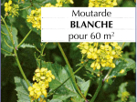 Graines Bio Engrais vert - Moutarde blanche 60 m²
