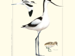 Affiche naturaliste, Avocette élégante