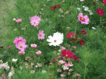 Graines Bio Cosmos Sensation varié