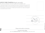 Carte postale naturaliste - Roitelet triple bandeau