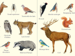 Carte postale double 21 x 10 cm - Animaux des forêts