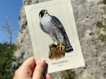 Carte postale simple 10 x 15 cm - Faucon pèlerin
