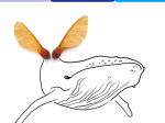 Carnet LPO - Baleine