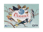 Kiquimank ? Oiseaux