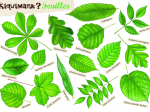 Kiquimank ? Feuilles