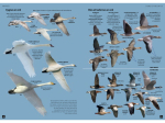 Guide des oiseaux d'Europe - Manuel d'identification photographique