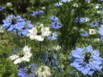 Graines Bio Nigelle de Damas