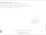 Carte Postale simple 10 x 15 cm Bergeronnette grise