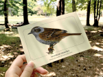 Carte postale naturaliste - Accenteur mouchet