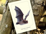 Carte postale simple 10 x 15 cm - Pipistrelle