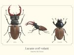 Carte postale naturaliste - Lucane cerf-volant