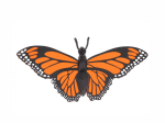 Origami Papillon Monarque 3D en papier, DIY