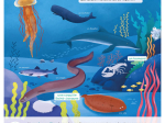 Les docs pour grandir - Les animaux marins