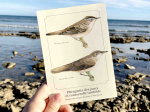Carte postale naturaliste - Phragmite des joncs et Rousserolle turdoïde