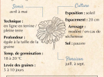 Graines Bio Chrysanthème comestible
