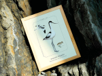 Affiche naturaliste, Avocette élégante