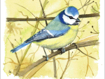 Carte postale - La Mésange bleue