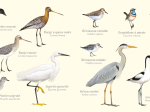 Carte Postale double 21 x 10 cm - Oiseaux des plages