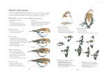 Identifier les oiseaux : éviter les pièges les plus complexes