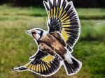 Anti-collisions électrostatiques Oiseaux des jardins - Lot de 4
