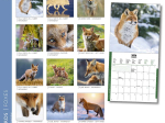 Calendrier 2026 Renards 16,5 x 16,5 cm