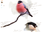 Oiseaux du jardin