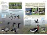 Guide des oiseaux d'Europe - Manuel d'identification photographique