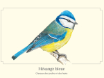 Carte Postale simple 10 x 15 cm Mésange bleue