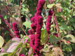 Graines Bio Amarante Éléphant Rouge