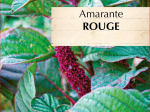 Graines Bio Amarante Éléphant Rouge