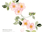 Aquarelle Fleurs des champs