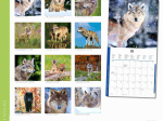 Calendrier 2025 Loups 30 x 30