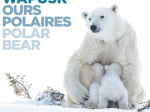 Wapusk, Ours Polaires