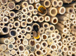 Ruche à insectes Schwegler en terre et roseau encastrable