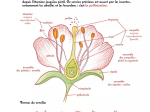Fleurs sauvages