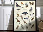 Affiche 40 x 60 cm - Rapaces
