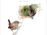 Oiseaux du jardin