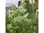 Graines Bio Bourrache blanche