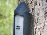 Gîte à chauve-souris Schwegler 2F double panneau avant