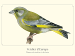 Carte Postale simple 10 x 15 cm Verdier d'Europe